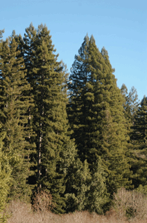 Sequoia sempervirens