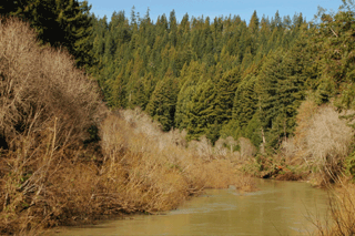 Sequoia sempervirens