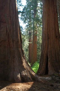 Sequoiadendron giganteum