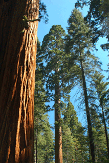 Sequoiadendron giganteum
