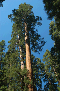Sequoiadendron giganteum