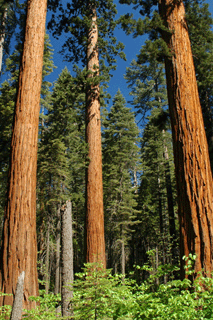 Sequoiadendron giganteum