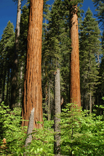 Sequoiadendron giganteum