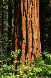 Sequoiadendron giganteum