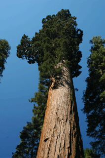 Sequoiadendron giganteum