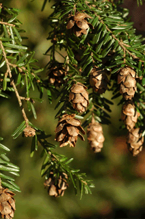 Tsuga heterophylla