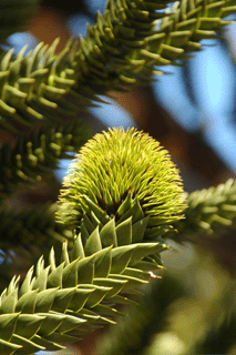 Araucaria araucana