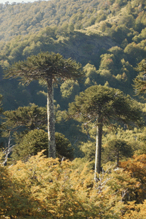 Araucaria araucana