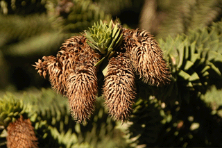 Araucaria araucana