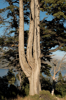Austrocedrus chilensis
