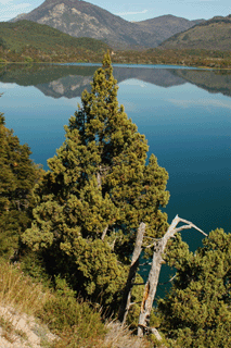 Austrocedrus chilensis