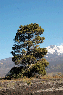 Austrocedrus chilensis