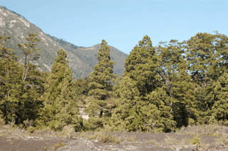 Austrocedrus chilensis