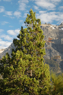 Austrocedrus chilensis