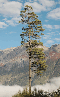 Austrocedrus chilensis