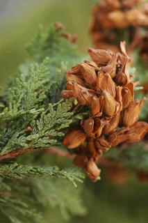 Austrocedrus chilensis