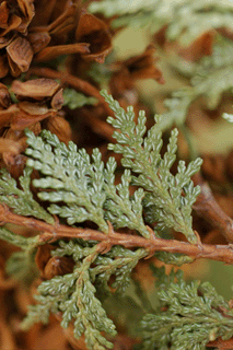 Austrocedrus chilensis