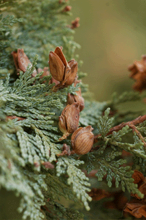 Austrocedrus chilensis