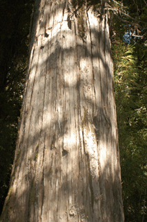 Fitzroya cupressoides