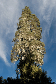 Fitzroya cupressoides