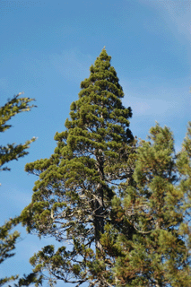 Fitzroya cupressoides