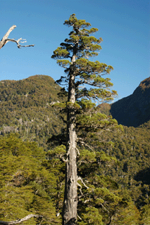 Fitzroya cupressoides