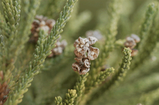 Fitzroya cupressoides