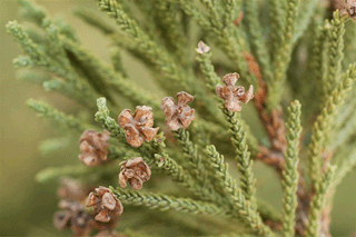 Fitzroya cupressoides