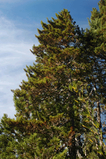 Pilgerodendron uviferum