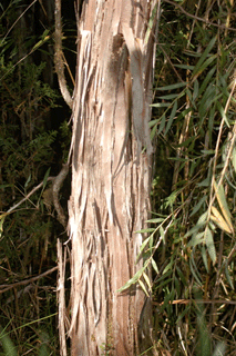 Pilgerodendron uviferum