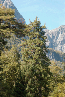 Pilgerodendron uviferum