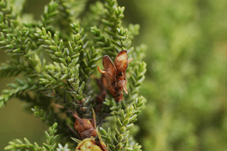 Pilgerodendron uviferum