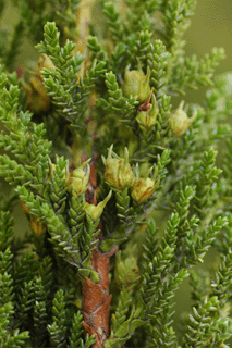 Pilgerodendron uviferum