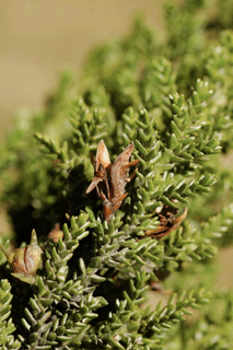 Pilgerodendron uviferum
