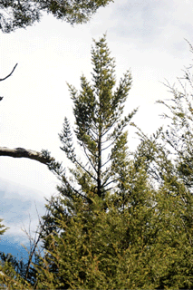 Podocarpus nubigenus