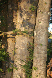 Saxegothea conspicua