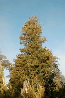 Saxegothea conspicua