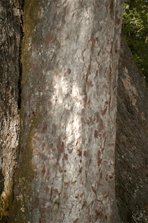 Saxegothea conspicua