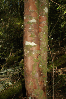 Saxegothea conspicua