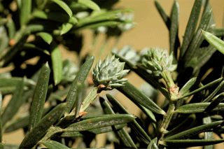 Saxegothea conspicua