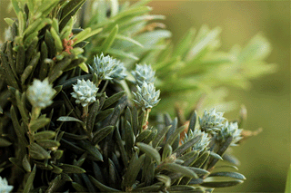 Saxegothea conspicua