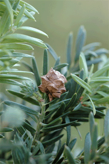 Saxegothea conspicua