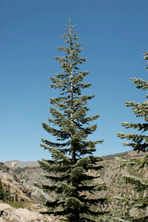 Abies magnifica