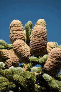 Abies magnifica