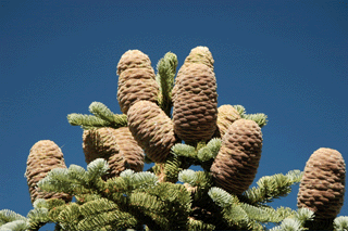 Abies magnifica