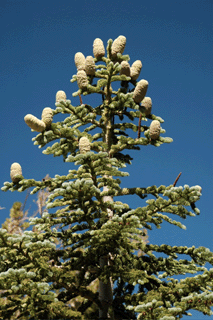 Abies magnifica
