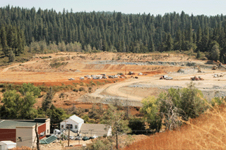 Cupressus macnabiana
