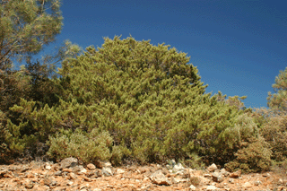 Cupressus macnabiana