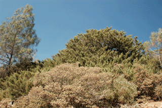 Cupressus macnabiana