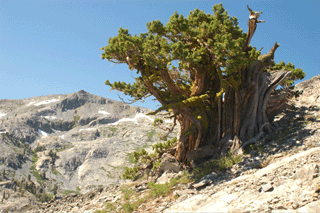 Juniperus occidentalis australis